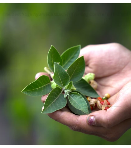 200 hour yoga ayurveda certification course training in bangkok thailand